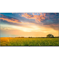 LG Pro Centric UR577H 50UR577H9UA 50" LED-LCD TV - 4K UHDTV - High Dynamic Range (HDR)