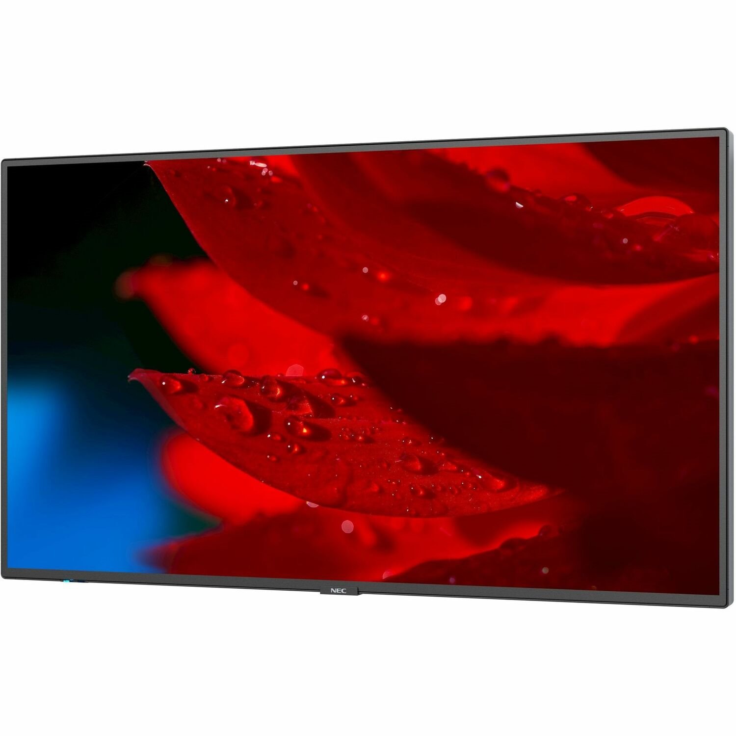 NEC Display 55" Wide Color Gamut Ultra High Definition Professional Display