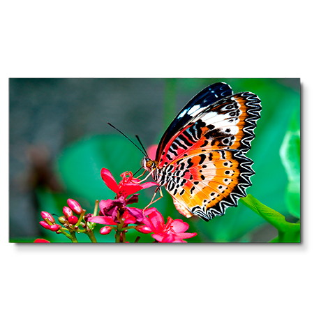NEC Display 49" Ultra-Narrow Bezel Professional-Grade Display