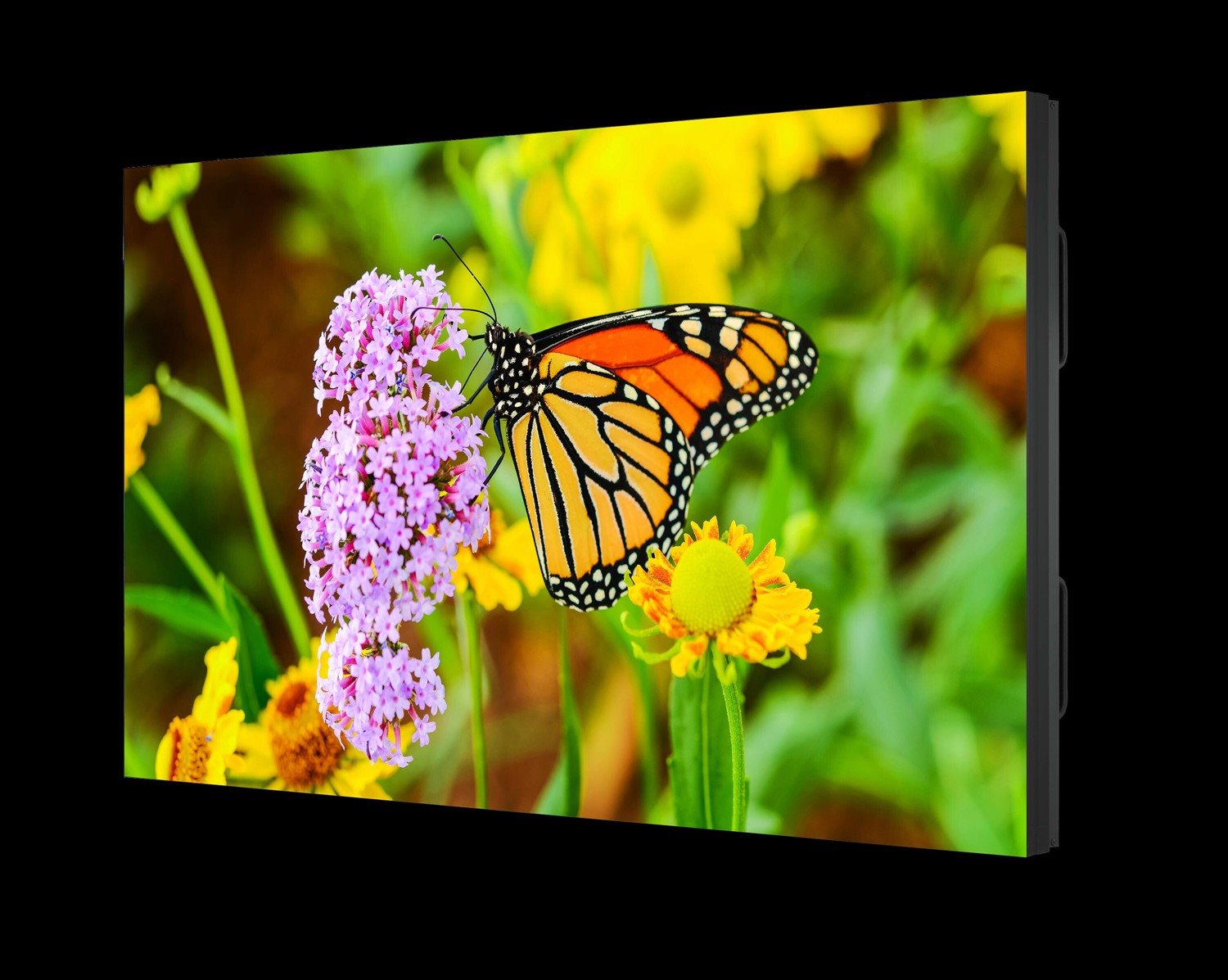 NEC Display 55" Ultra-Narrow Bezel Professional-Grade Display